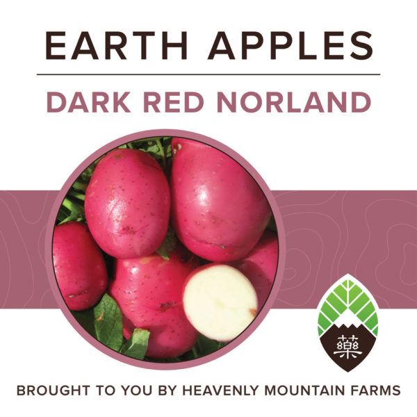 YAO Potatoes2 1400x1400px dark red norland 600x600 - Dark Red Norland Earth Apples