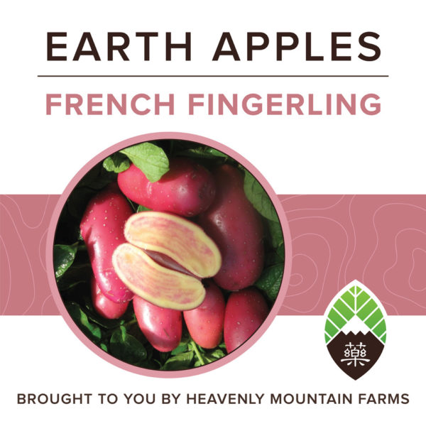 YAO Potatoes2 1400x1400px french fingerling 600x600 - French Fingerling Earth Apples