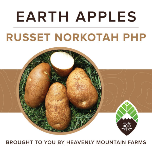 YAO Potatoes2 1400x1400px russet 600x600 - Russet Norkotah PHP Earth Apples